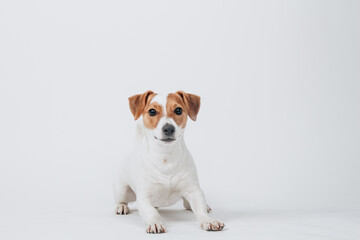 Studio portrait of a jack russell terrier. Dog lays down . Isolated on white background.