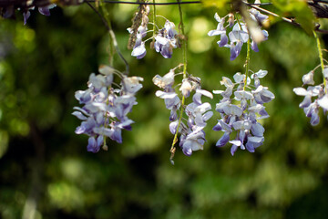 wisteria flower.Scented blue-violet, violet or reddish-violet flowers 
