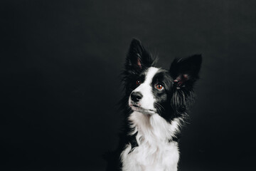 Portrait of a dog. Border collie on black background. Horizontal studio portrait.