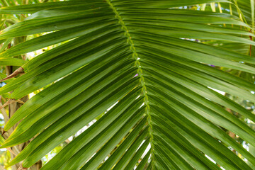 beautiful, natural, green, large palm tree in the rainforest on a clear day
