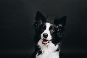 Studio portrait of a border collie. Smiling happy dog on black background.