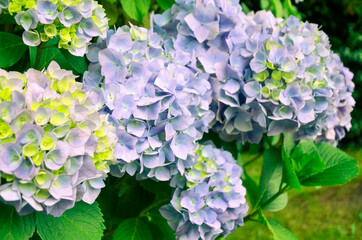 Close up of hydrangea flower in blue and violet flowers