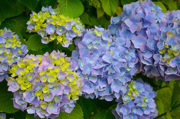 Close up of hydrangea flower in blue and violet flowers