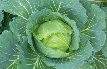 cabbage in the garden