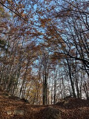 Fototapeta premium Espectaculares fotos de la naturaleza en Otoño