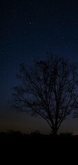 Pecan tree in late fall with stars behind