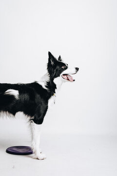 A Studio Photograph Of A Border Collie Dog Breed Standing On A White Background With Its Side Facing The Viewer. A Frisbee Near Its Paws Add A Sense Of Playfulness And Energy To The Image. 