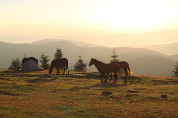 mountain landscape at dawn, the sun rises there is a tourist tent near which brown horses walk