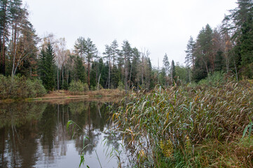 Calm surface of a forest lake, autumn forest landscape, trees, tall grass