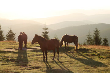 Fototapeta na wymiar mountain landscape at dawn, the sun rises there is a tourist tent near which brown horses walk