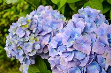 Close up of hydrangea flower in blue and violet flowers