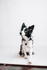 Studio portrait of a border collie. Dog sits. Isolated on white background.