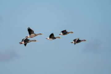 Greylag geese (anser anser) flying in evening light in a blue sky