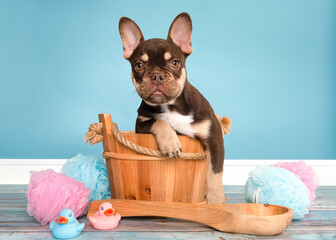 Cute french bulldog in a wooden bathtub on a blue background
