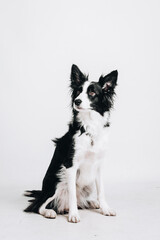 Studio portrait of a border collie. Dog sits. Isolated on white background.