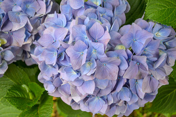 Close up of hydrangea flower in blue and violet flowers