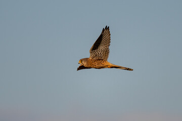Kestrel (Falco tinnunculus) flying in golden sunlight against a blue sky