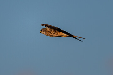 Kestrel (Falco tinnunculus) flying in golden sunlight against a blue sky
