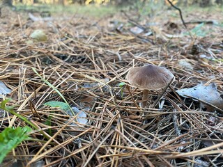 mushrooms in the forest in autumn
