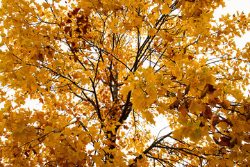 Tree with yellow leaves in autumn, seen from below