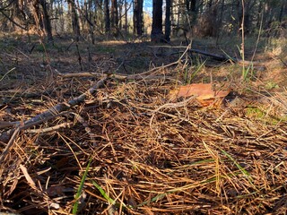 branches in the woods
