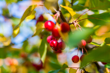 A Begonia fruit from a Begonia tree