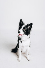 Studio portrait of a border collie. Dog sits. Isolated on white background.