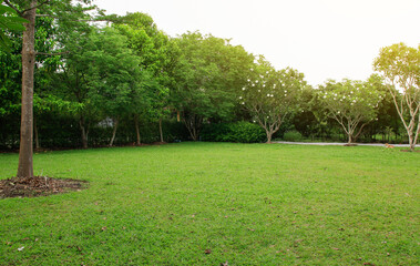 Fototapeta na wymiar green grass field and tree in the park