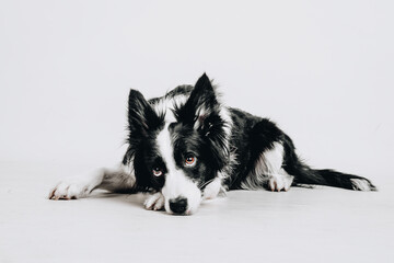 Cute sad puppy dog border collie lies down and looks straight isolated on white background. Studio portrait.