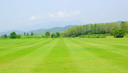 landscape with green grass and sky