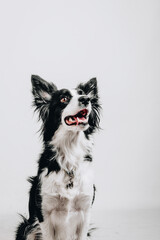 Studio portrait of a border collie. Dog isolated on white background.