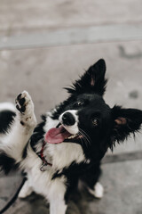 Border collie greets, says hello. Dog is waving a paw.
A portrait of a young dog.