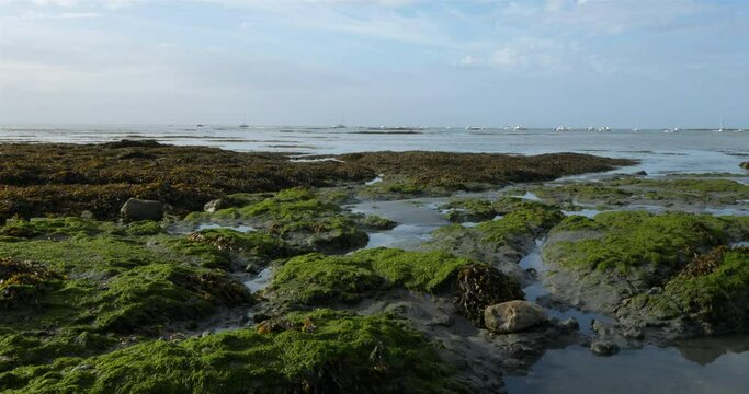 Damgan, Morbihan department, Brittany, France. Green lettuce covering rocks during the low tide.