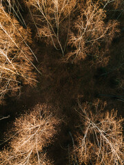 Autumn forest from above in november. Aerial shot of threes on sunset