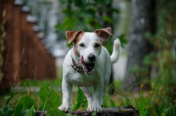 a white dog with red ears sits on a wooden stump near a brown fence in the grass