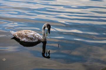 swan on the lake