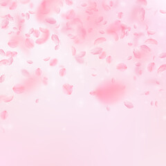 Sakura petals falling down. Romantic pink flowers 