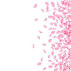 Sakura petals falling down. Romantic pink silky me