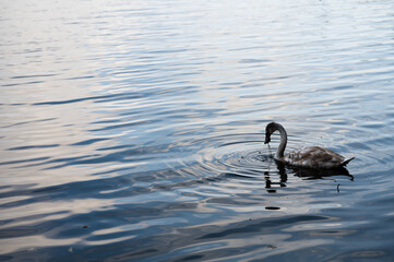 Swan eating