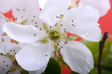 Fototapeta premium Apple tree blossom flower on branch at spring. Beautiful blooming apple flower close up