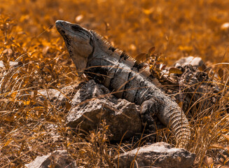 Iguana