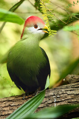 The red-crested turaco (Tauraco erythrolophus)on the branch in the bush with green background.