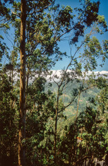 Valley in Madeira, Portugal with eucalyptus trees