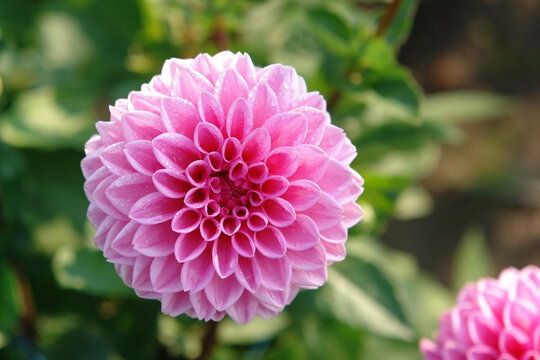 A deep rose pink with subtle light white edging dahlia flower of the 'Sandra' variety (ball type) in full bloom in the garden on a sunny morning, close up, copy space for text