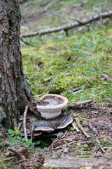 beautiful mushrooms  on a spruce tree in the forest on the mountains in autumn