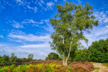 Fototapeta premium Baum in der Wahner Heide bei Troisdorf