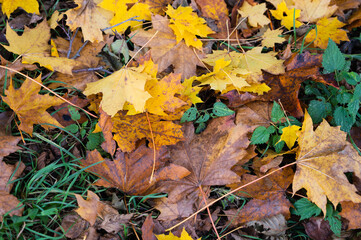 autumn leaves in the park