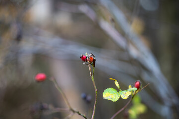 red poppy flower