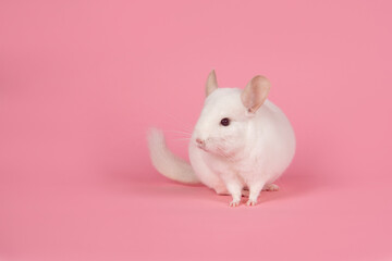 Cute white  chinchilla seen from the front on a pink background