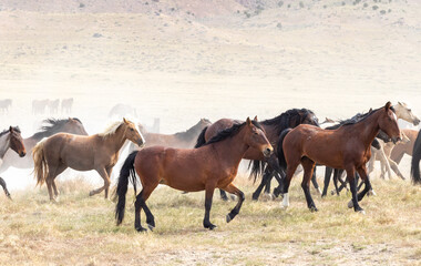 Fototapeta na wymiar Wild Horses in Spring in the Utah desert